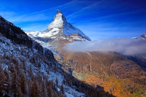 Larch forest , Larch, Matterhorn, Valais, Switzerland, Europe