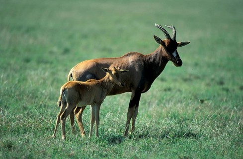 Topi, female with young, Serengeti National Park (Damaliscus lunatus korrigum), Tanzania, Africa