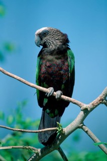 Hawk-headed Parrot (Deroptyus accipitrinus)