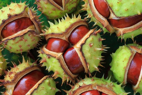 Horse chestnuts ( Aesculus hippocastanum) , Switzerland, Europe