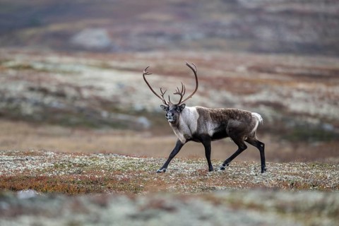 Wild mountain reindeer (Rangifer tarandus tarandus), bull in autumn tundra, Forollhogna National