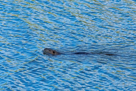 Swimming beaver, Alte Jeetzel, Hitzacker, Elbtalaue, Lower Saxony, Germany, Europe