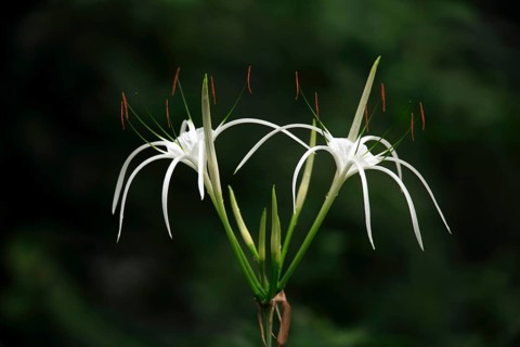 Spider Lily (Hymenocallis occidentalis)