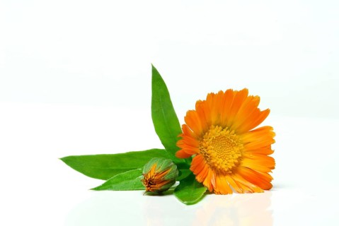 Garden Marigold (Calendula officinalis)