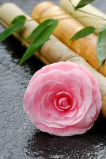 Camellia (Camellia japonica) and bamboo cane, bamboo