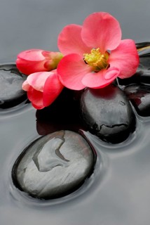 Chaenomeles japonica (Chaenomeles japonica) flowers and stones in water