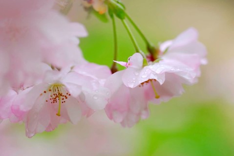 Japanese (Prunus sargentii) decorative cherry