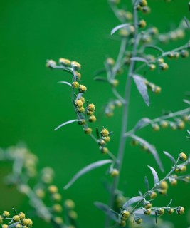 Wormwood (Artemisia absinthum)