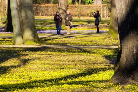 Spring bloomers in the Great Garden