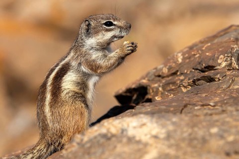 Barbary ground squirrel (Atlantoxerus getulus), chipmunk, Atlantic squirrel, ground squirrel,