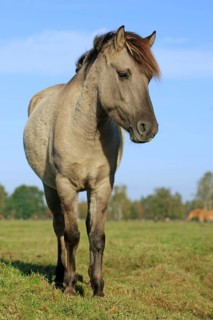Dülmen wild horse, Merfelder Bruch, Dülmen, North Rhine-Westphalia, Germany, Europe