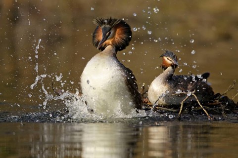 Great Crested Grebes (Podiceps cristatus), pair, courtship display, Lower Saxony, Germany, Europe