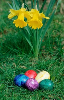 Daffodil (Narcissus) and Easter Eggs