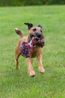 Westphalian Terrier with Toy, Play Rope, Tug Rope