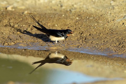 Barn Swallow (Hirundo rustica) collecting nesting material, Portugal, side, Europe