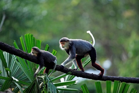 Red-thighed douc (Pygathrix nemaeus) with juvenile