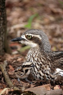 Bush stone-curlew (Burhinus grallarius) with chicks, Australia, Oceania