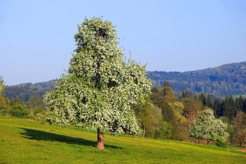 Pear tree in bloom ( Pyrus communis) , pear, pear tree, Switzerland, Europe