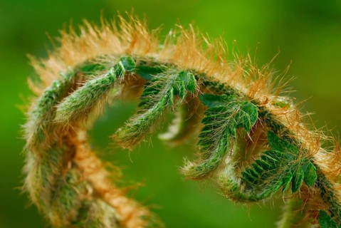 Japanese shield fern (Polystichum polyblepharum)