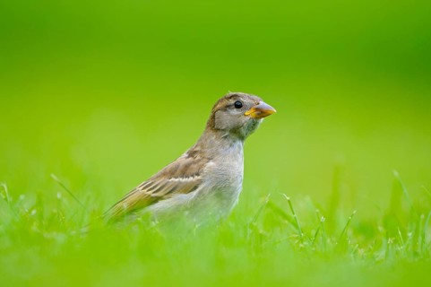House sparrow, young bird, Island of Texel, North Holland, Netherlands