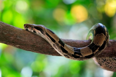 Red-tailed Boa (Boa constrictor constrictor) red-tailed boa, Venezuela, South America
