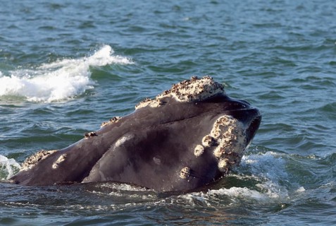 Southern Right Whale (Eubalaena australis), South Africa (Balaena glacialis australis)