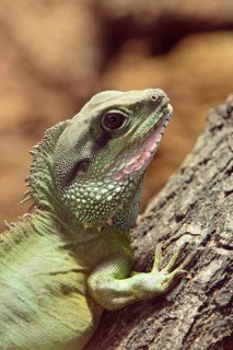 Green Water Dragon (Physignathus concincinus)