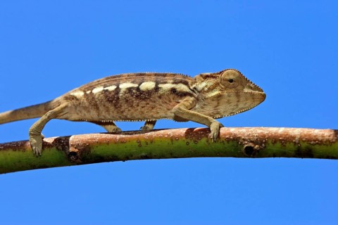 Young panther chameleon (Furcifer pardalis), female (Chamaeleo pardalis), page, Madagascar, Africa