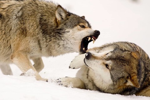 Wolves in winter, dominance display (Canis lupus)