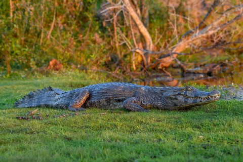 Yacare caiman (Caiman yacare), near Cambyretá, Esteros del Iberá, Corrientes Province, Argentina,