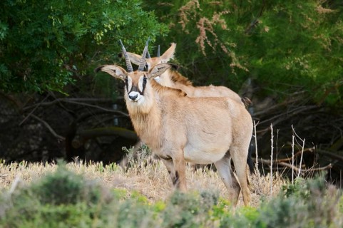 Sable antelope (Hippotragus niger) standing in the dessert, captive, distribution Africa