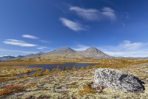 Silver birches and reindeer lichen on the tundra in autumn and the Stygghøin mountain range at