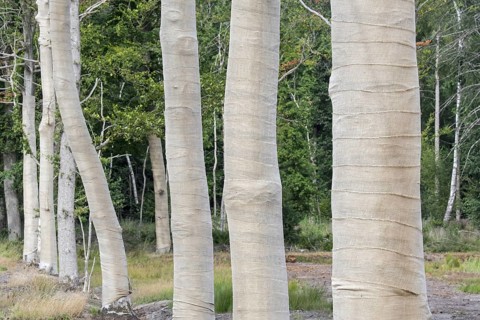 Row of exposed beech trees (Fagus sylvatica) tree trunks wrapped in burlap, jute as protection for