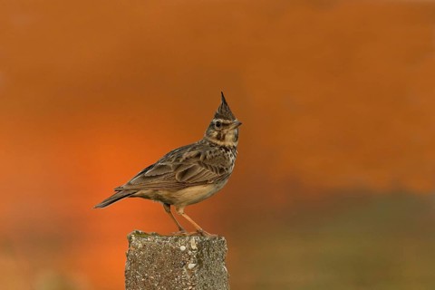 Crested Lark (Galerida cristata), Austria, Europe
