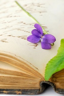Scented violet on book with old manuscript, March violet, Wood violet (Viola odorata)
