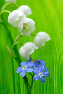 Forget-Me-Not (Covallaria majalis) and Lily of the Valley (Myosotis sylvatica) , Lily of the Valley