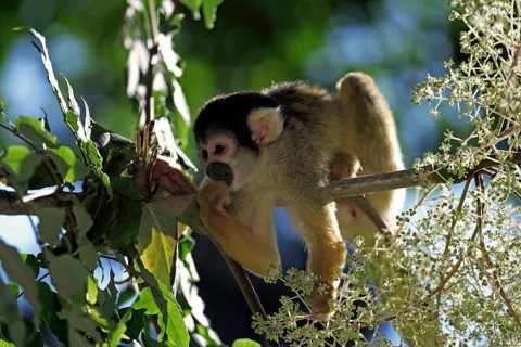 Common squirrel monkey (Saimiri sciureus)