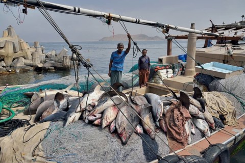 Fishermen with countless sharks on their boat, Mirbat, Dhofar Region, Oman, Asia