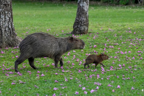 Capybara (Hydrochoerus hydrochaeris) with young animal, Cambyretá, Esteros del Iberá, Corrientes