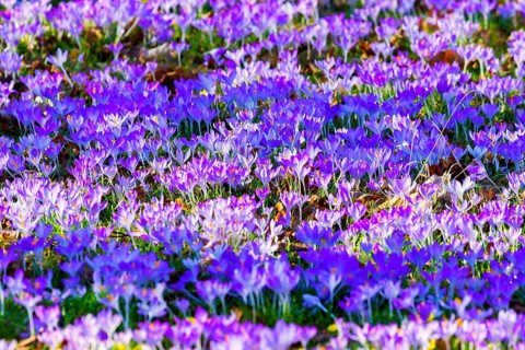 Spring bloomers in the Great Garden