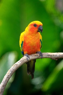 Sun Conure or Sun Parakeet (Aratinga solstitialis)