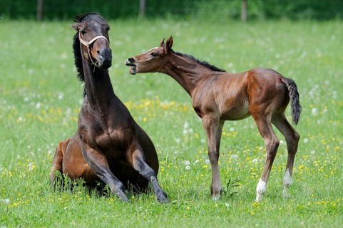 English thoroughbred, mare with foal