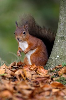 Squirrel, Northumberland National Park, Eurasian red squirrel (Sciurus vulgaris)