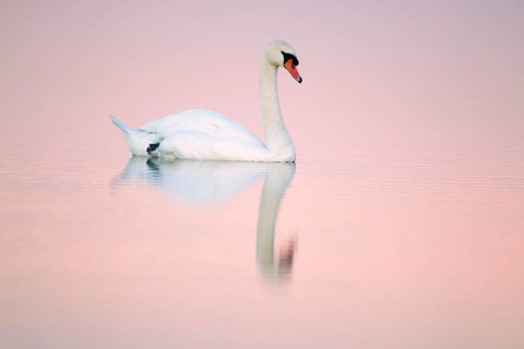 Mute Swan (Cygnus olor), in sea creek, Lindisfarne, National Wildlife reserve, Northumberland,