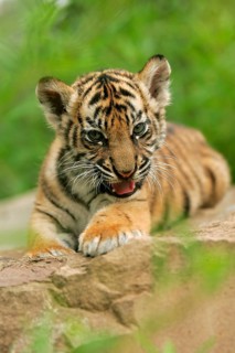 Sumatran tiger (Panthera tigris sumatrae), young