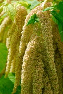 Garden foxtail( Amaranthus caudatus) , Real foxtail, Amaranth