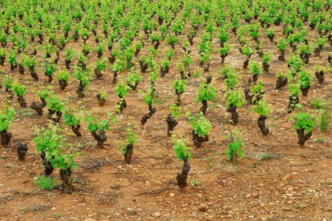 Vineyard, vines, vine, vines, Beaujolais, France, Europe