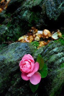 Camellia (Camellia japonica) , tea bushes, Theaceae
