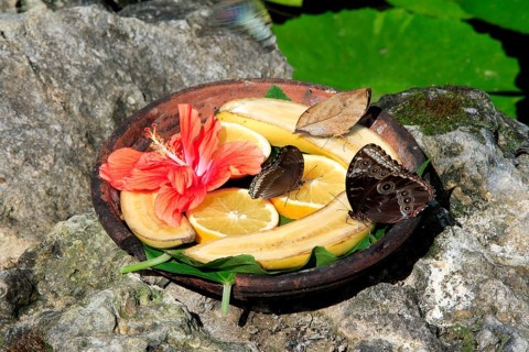 Butterfly feeding station, Grand Cayman, Cayman Islands, North America