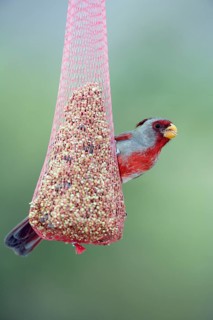 Pyrrhuloxia (Cardinalis sinuatus), male at feeding station, Sonora Desert, Arizona, USA